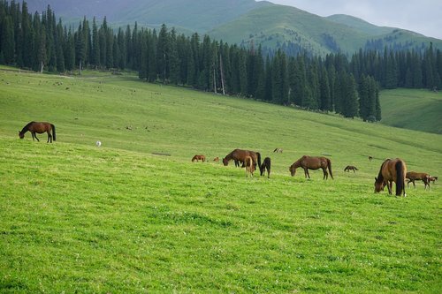horse  grassland  distant hills
