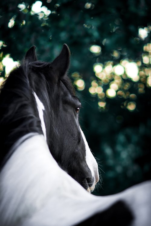 horse  tinker  nature