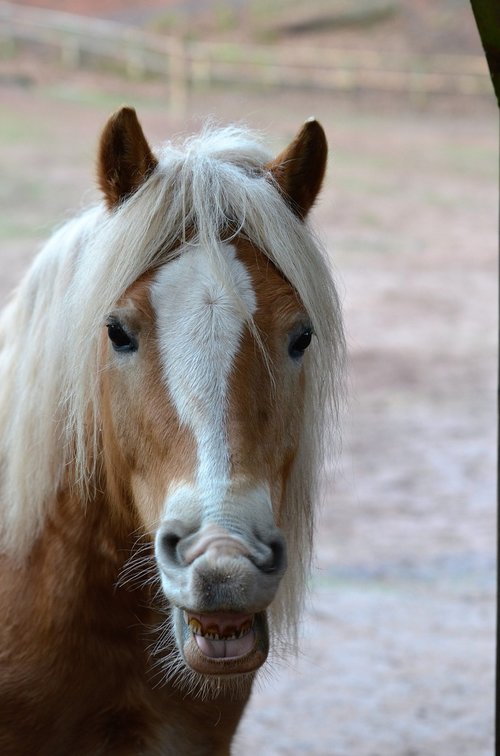 horse  smile  tooth