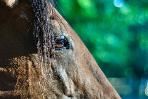 horse  head  eye