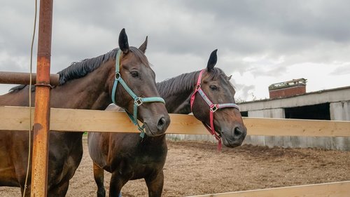 horse  animals  brown