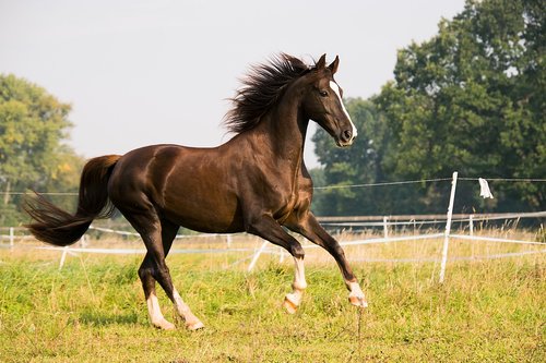 horse  gallop  american saddlebred