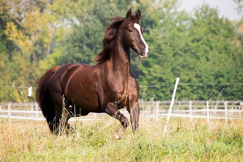 horse  trot  animal