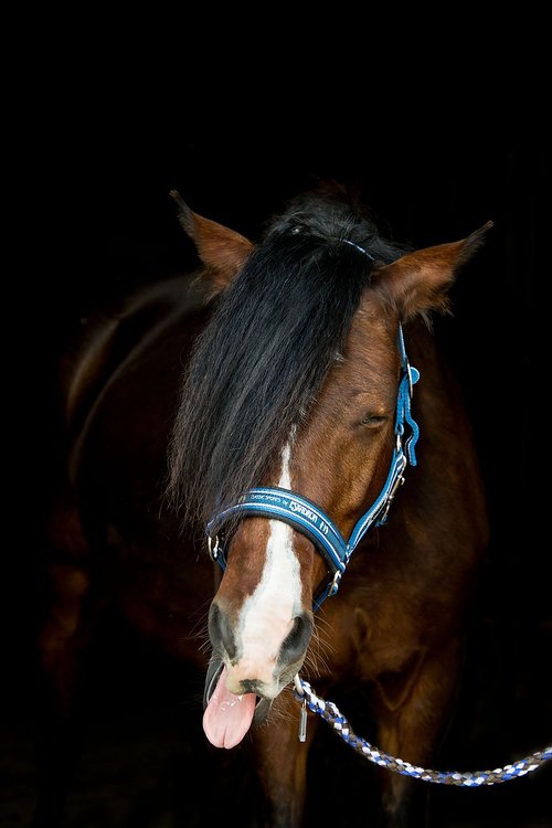 horse  pony  animal