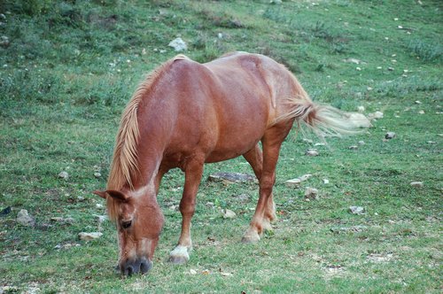 horse  nature  animal