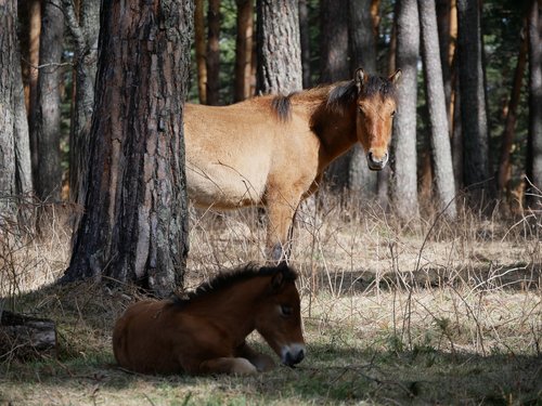horse  foal  altai
