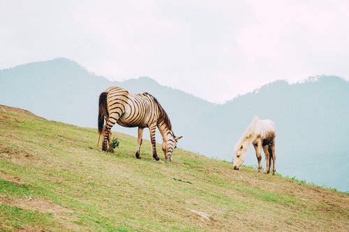 horse  natural  mountain