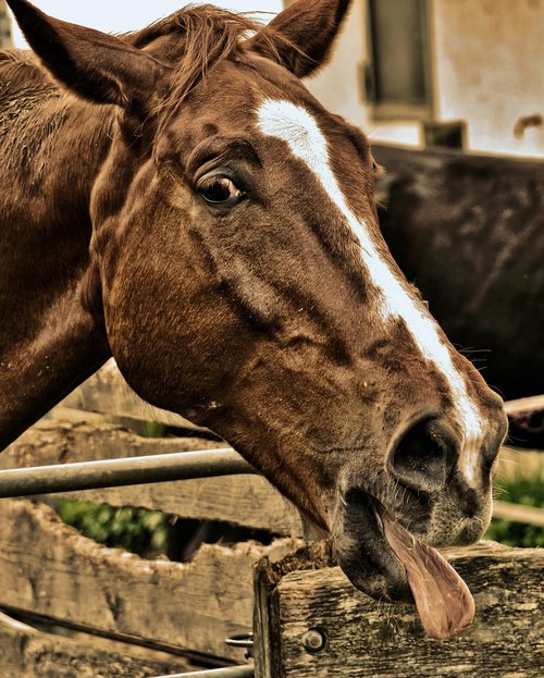 horse  funny  tongue