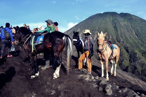 horse  animal  landscape