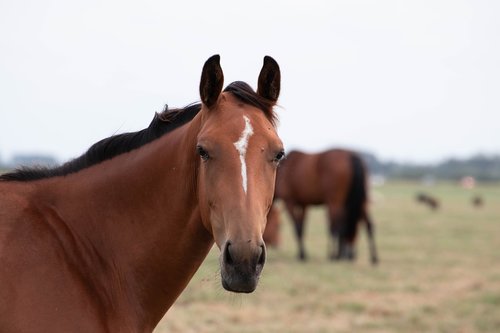 horse  horses  animal