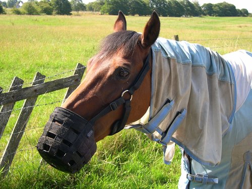 horse  trees  field