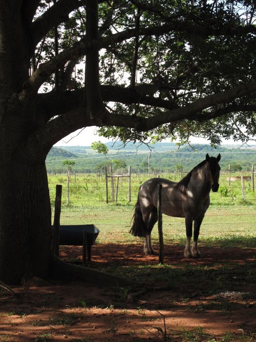 horse backlight farm