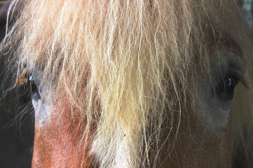 horse kaltblut horse head