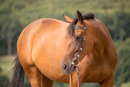 horse  portrait  animal