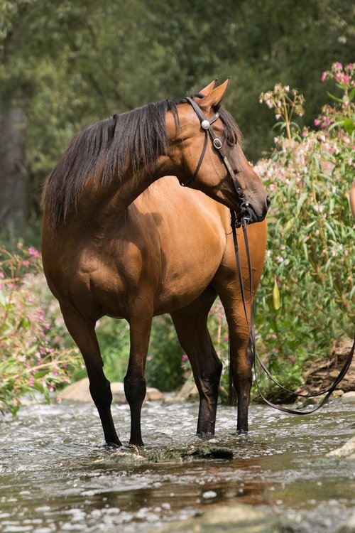 horse  river  water