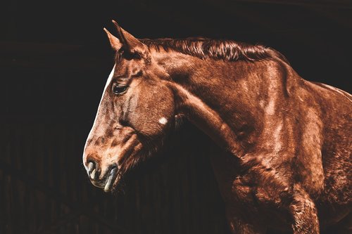 horse  brown  animal