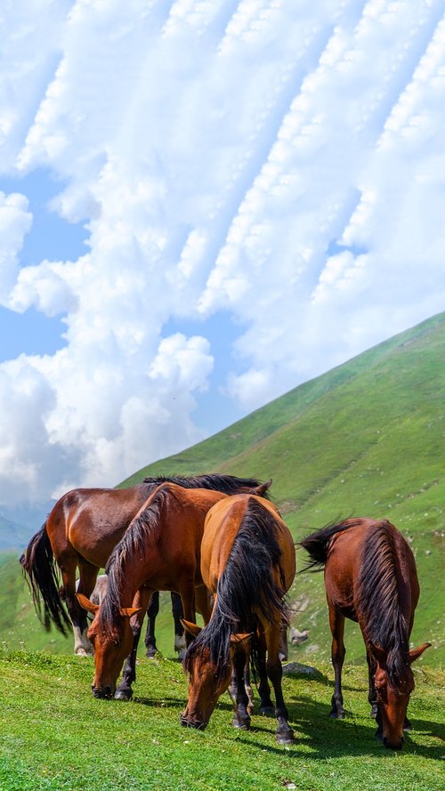 horse  foal  meadow