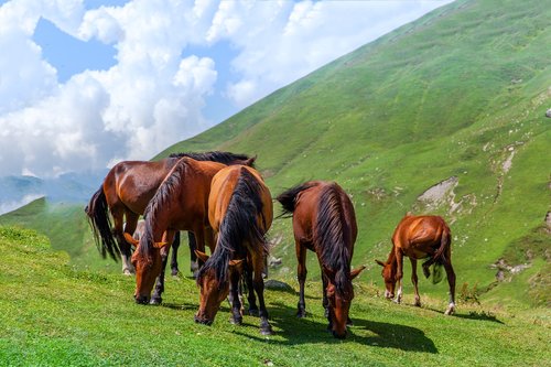 horse  foal  meadow