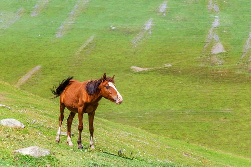 horse  foal  meadow