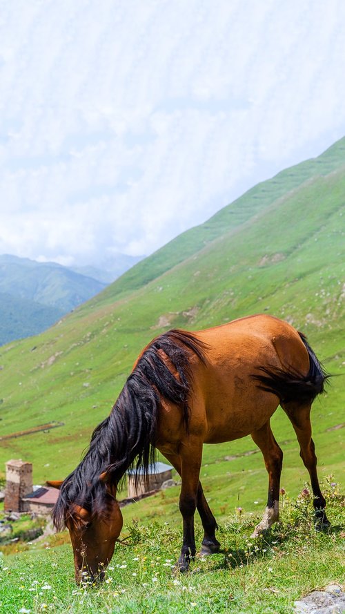 horse  foal  meadow