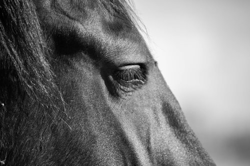 horse  horsehead  friesian horse