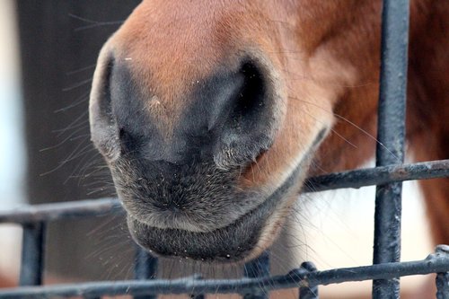 horse  muzzle horse  the nostrils