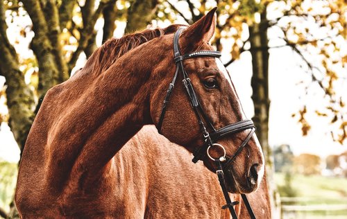 horse  brown  animal