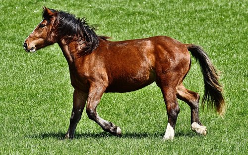 horse  ride  equestrian