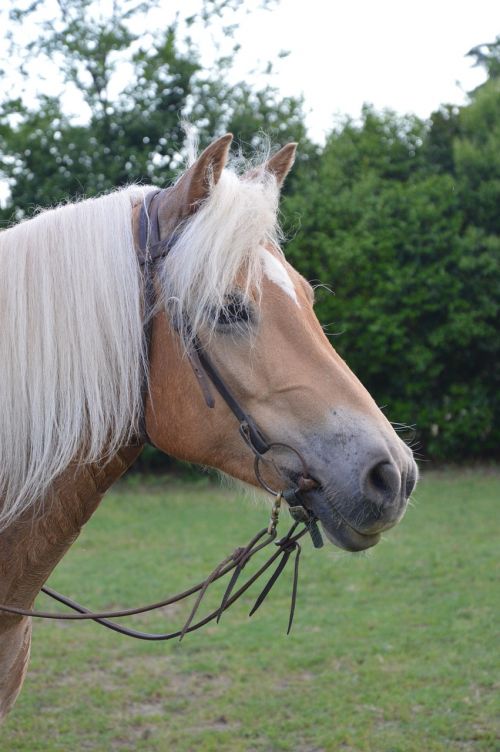 horse haflinger mare