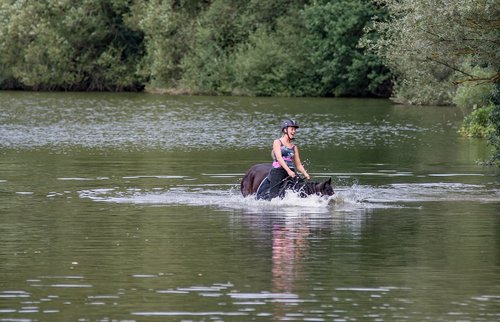 horse  water  amazon