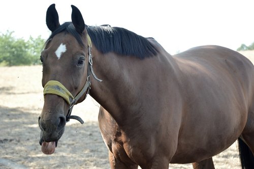 horse  animal  mare