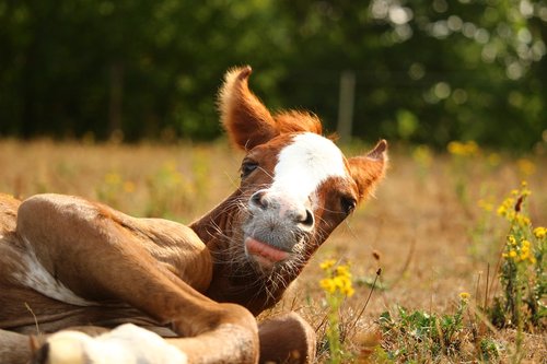 horse  foal  thoroughbred arabian