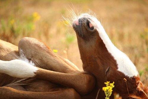horse  foal  suckling