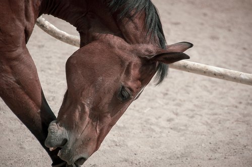 horse  equine  animal