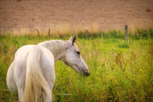 horse  mold  meadow