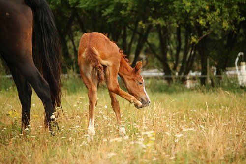 horse  fuchs  suckling