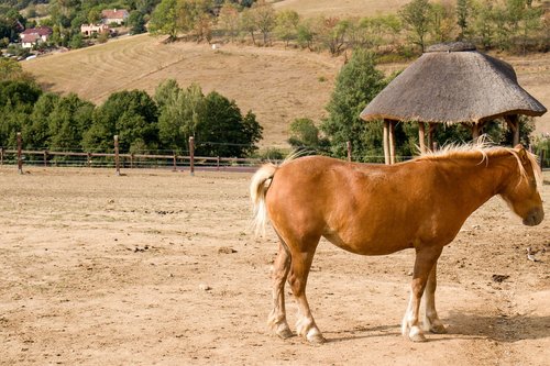 horse  nature  animal
