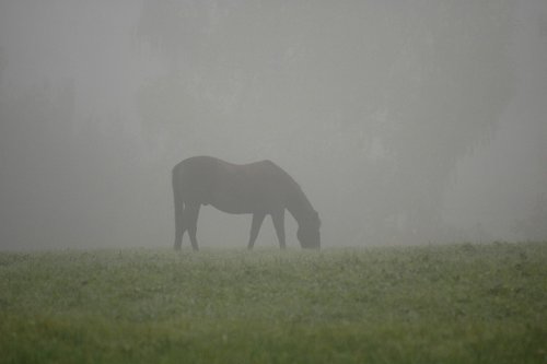 horse  fog  pasture