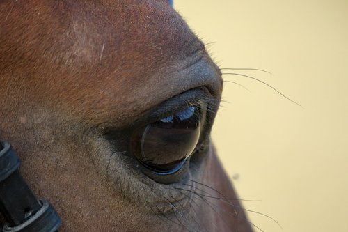 horse  eye  animal