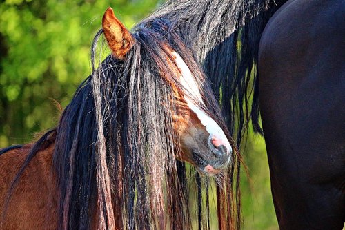 horse  mane  foal