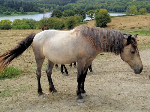 horse  nature  animals