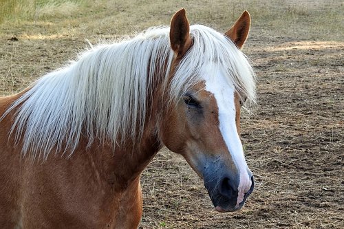 horse  haflinger  mane