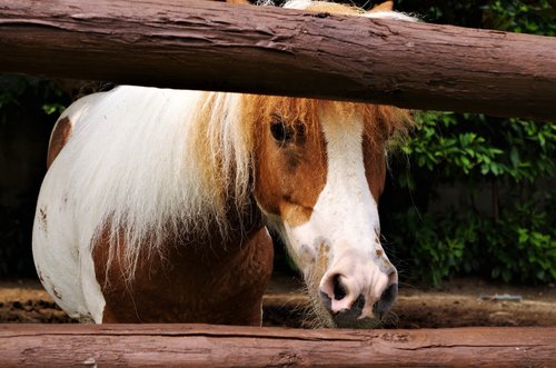 horse  mane  pony