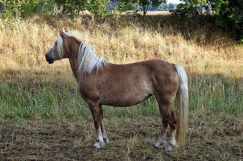 horse  haflinger  animal