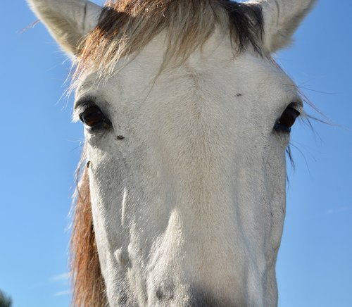 horse  portrait  head