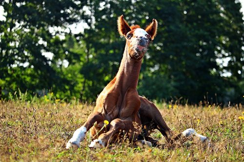 horse  foal  thoroughbred arabian
