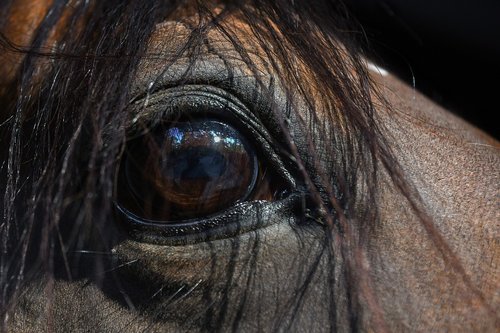 horse  eye  close up