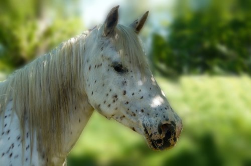 horse  white  brown points