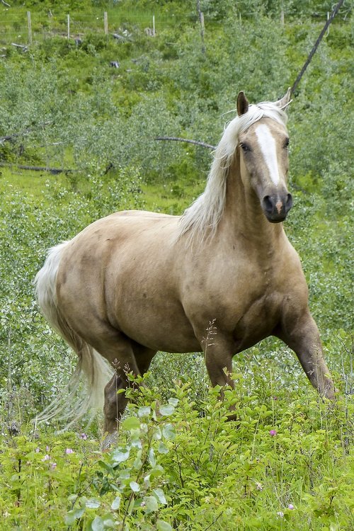 horse  mammal  nature