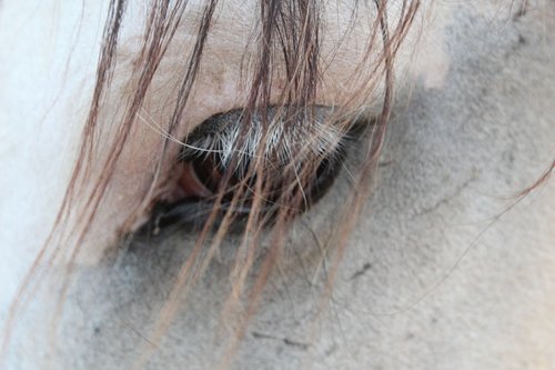 horse  close up  eye